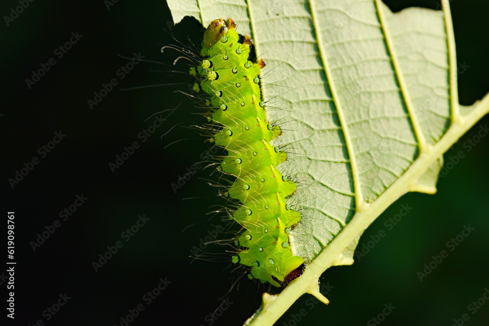 Larvae of the yellow thorn moth, an insect that inhabits wild plants Larvae of the yellow thorn moth, an insect that inhabits wild plants