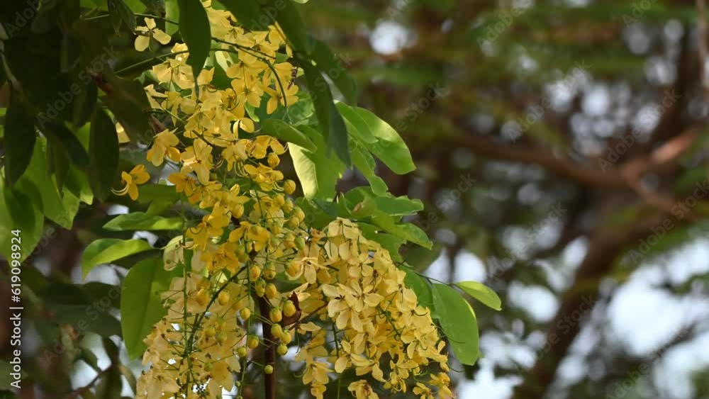 Flower of Cassia fistula, also known as golden shower, purging cassia ...