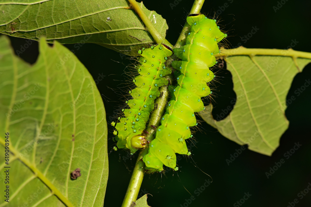 Naklejka premium Larvae of the yellow thorn moth, an insect that inhabits wild plants