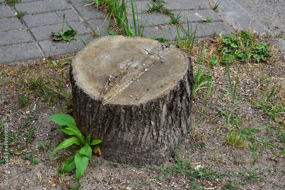 Obraz premium tree stump