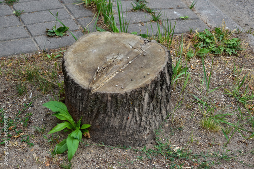  tree stump