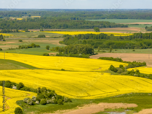 green field and yellow flowers
