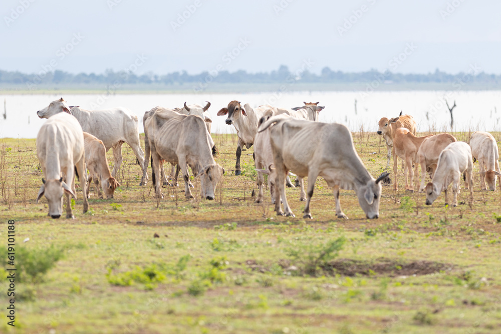Herd of cows in the meadow in Khon Kaen, Thailand
