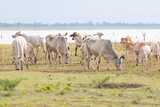 Herd of cows in the meadow in Khon Kaen, Thailand