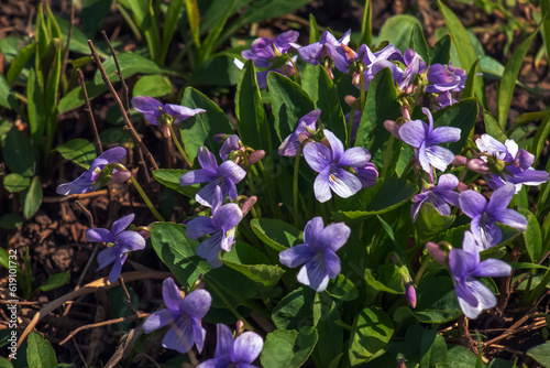 Viola mandshurica is a type of violet. spring flower manchurian violet