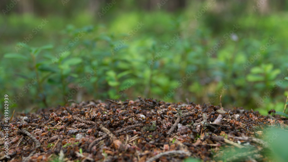 Forest ants Forest ants
