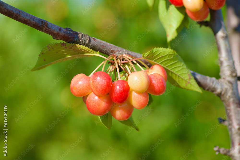 Fruit tree branch with cherries and green leaves in France in summer.