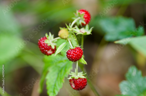 Close-up of wild strawberry plant with ripe red berries in forest in summer.