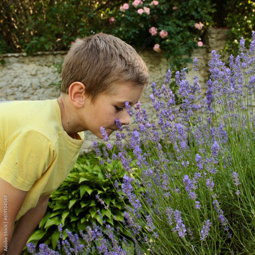 a nine-year-old blond boy in a yellow T-shirt sniffs lavender flowers and plucks them into a bouquet a nine-year-old blond boy in a yellow T-shirt sniffs lavender flowers and plucks them into a bouquet