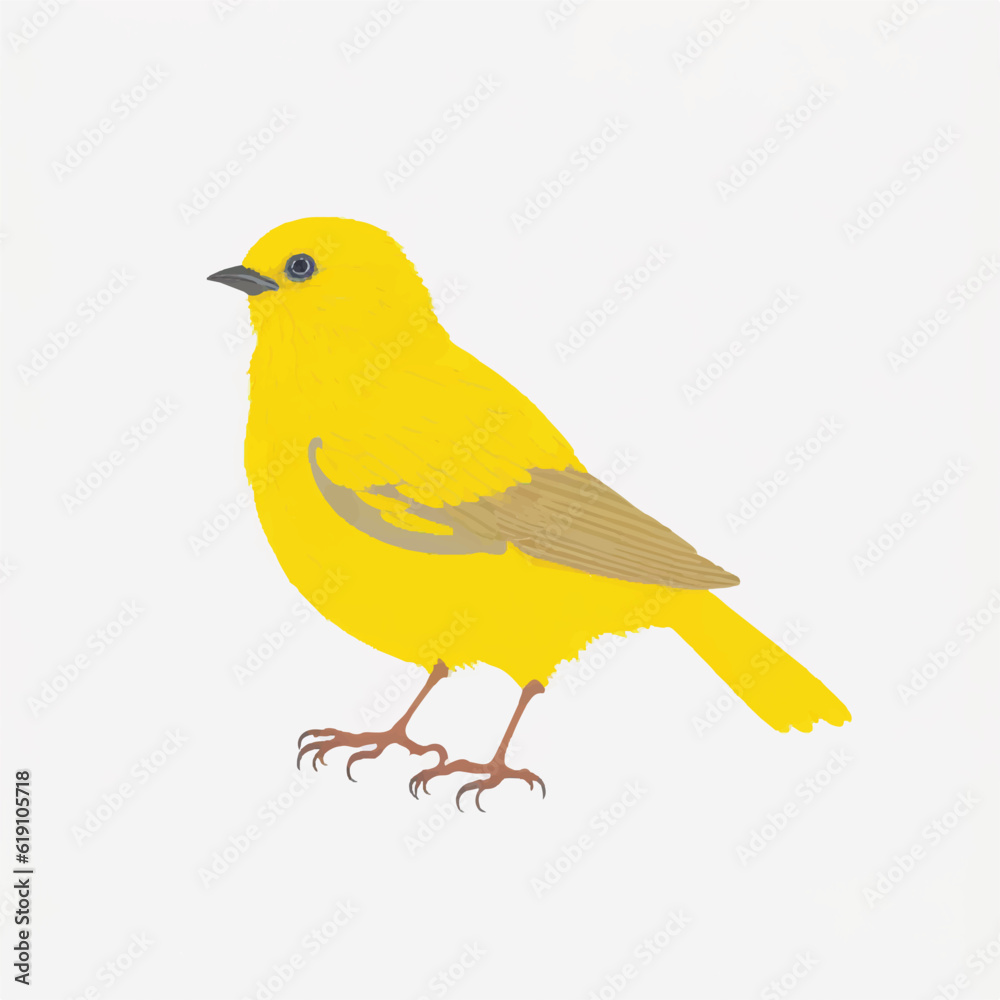 Canary bird vector illustration Isolated on a white background Canary bird vector illustration Isolated on a white background