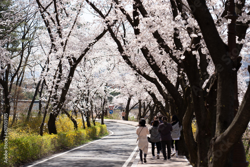 Cherry Blossom at Bomun lake park, Gyeongju city, South Korea © Funplore
