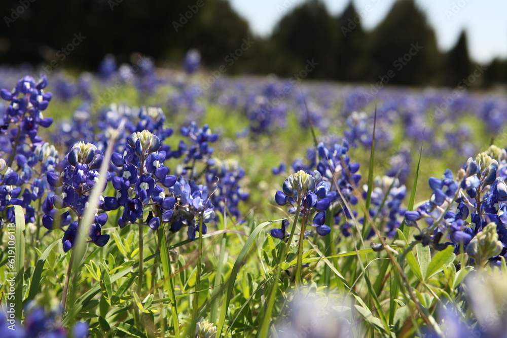 Naklejka premium Texas Bluebonnets