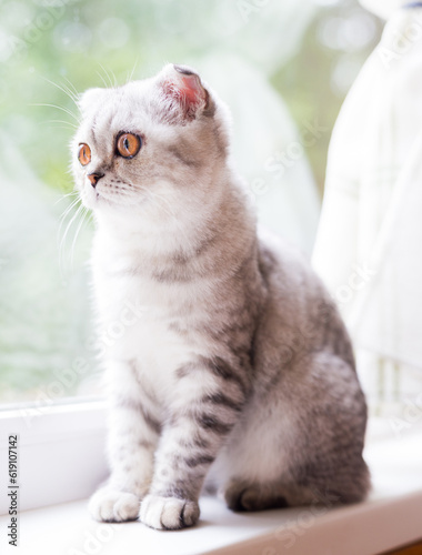 gray striped scottish fold kitten on windowsill