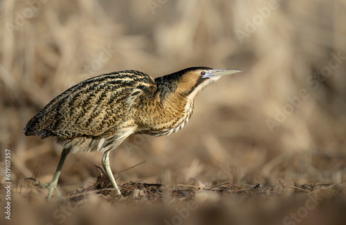 Great bittern bird ( Botaurus stellaris ) close up