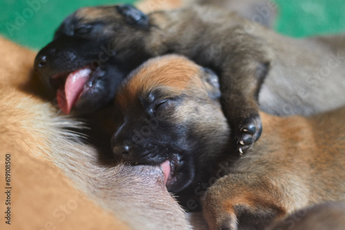 Fotografie one week old belgian malinois shepherd puppy  nursing while hugging other litter
