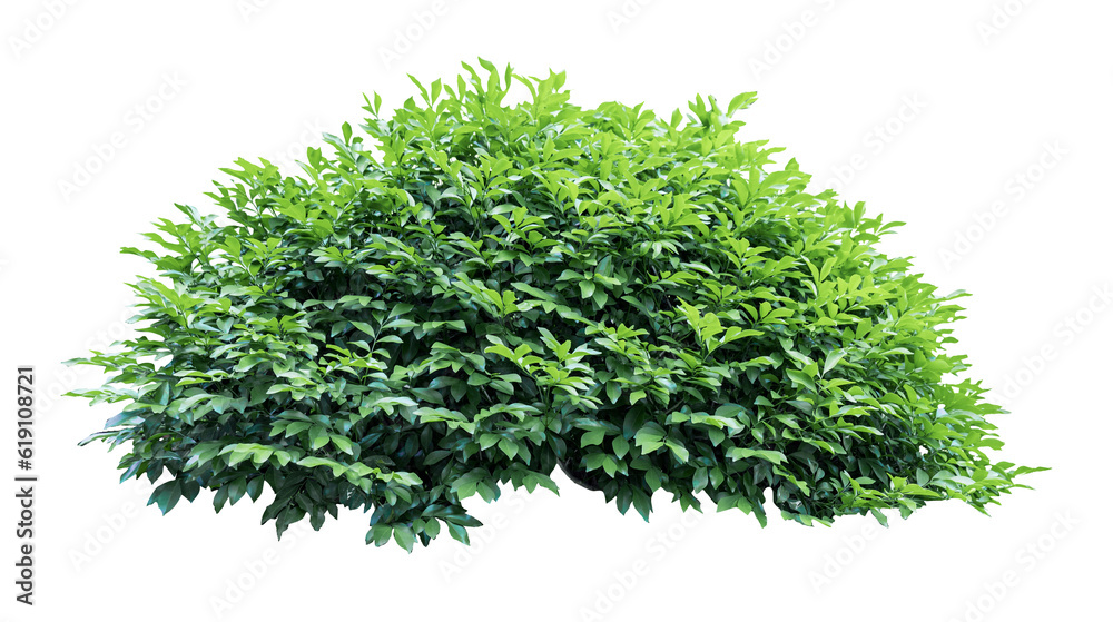 Tropical plant flower bush tree isolated on white background with clipping path. Tropical plant flower bush tree isolated on white background with clipping path.