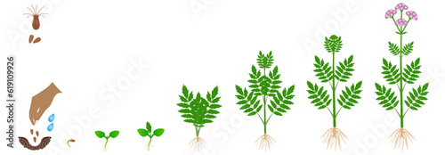 Cycle of growth of medical valerian plant isolated on a white background.