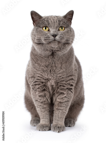 Blue British shorthair boy, sitting facing front, looking up over behind the camera, isolated on a white background