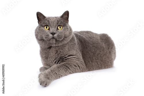 Blue British shorthair boy, laying side ways, one paw hanging over edge, looking up over camera, isolated on a white background