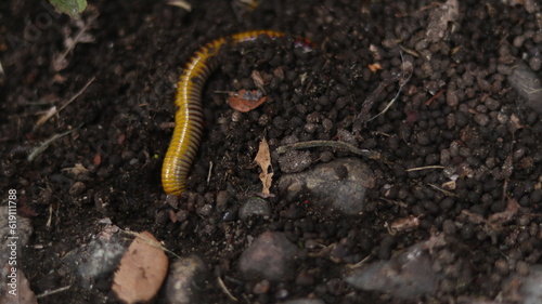 Millipede in the garden. Millipede in the garden. photo