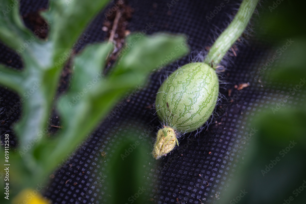Close up of a watermelon fruit just formed on the plant on the agronet. Small, growing fruit Close up of a watermelon fruit just formed on the plant on the agronet. Small, growing fruit