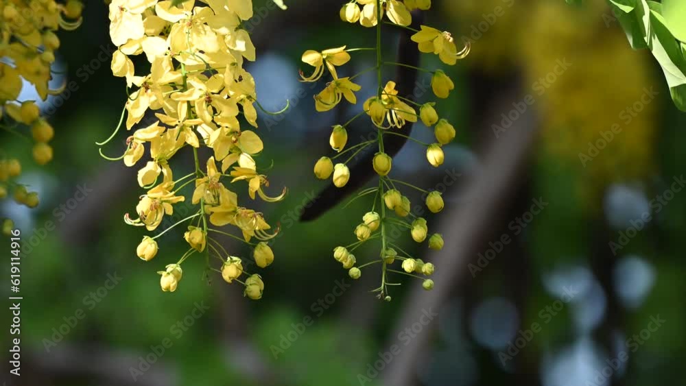 Flower of Cassia fistula, also known as golden shower, purging cassia, or pudding pipe tree, is a flowering plant in the family Fabaceae.