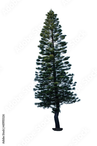 Pine Christmas tree isolated on transparent background PNG file without any decorations. Pine tree