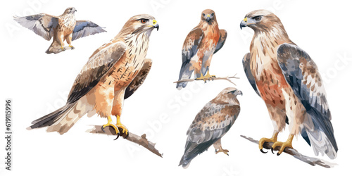 watercolor Beautiful Hawk clipart for graphic resources