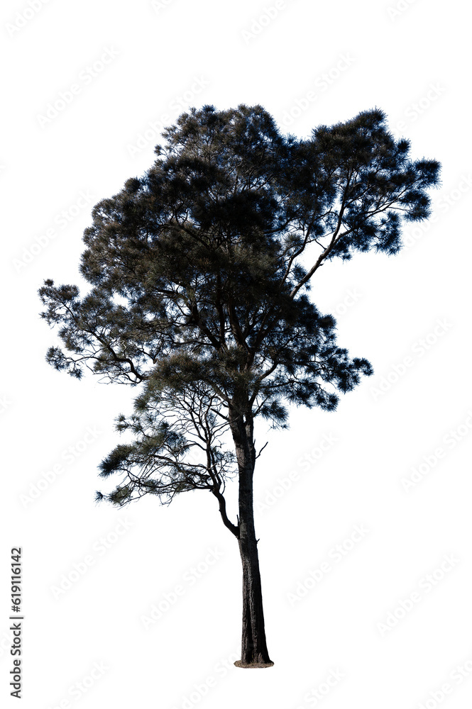 Fototapeta premium Pine Christmas tree isolated on transparent background PNG file without any decorations. Pine tree