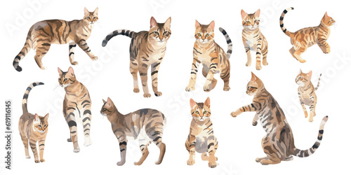 watercolor Bengal Cat clipart for graphic resources