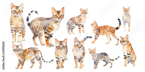 Photography watercolor Bengal Cat clipart for graphic resources