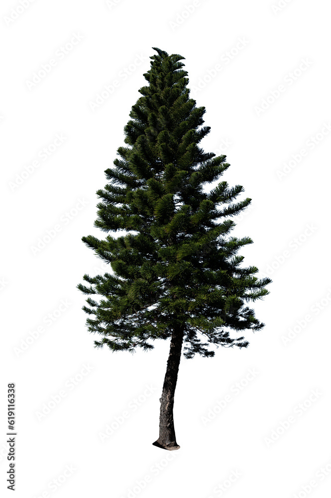 Pine Christmas tree isolated on transparent background PNG file without any decorations. Pine tree Pine Christmas tree isolated on transparent background PNG file without any decorations. Pine tree