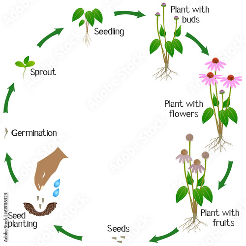 A growth cycle of echinacea purpurea plant on a white background.