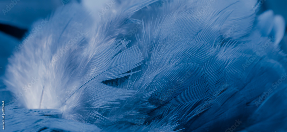 blue feather pigeon macro photo. texture or background blue feather pigeon macro photo. texture or background