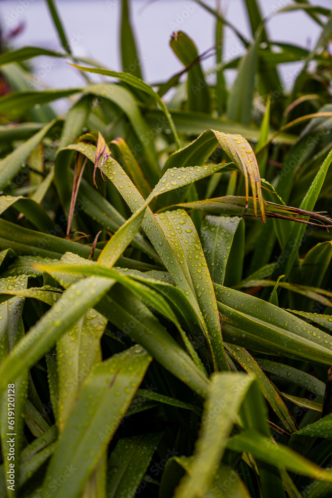 Obraz premium grass in the forest