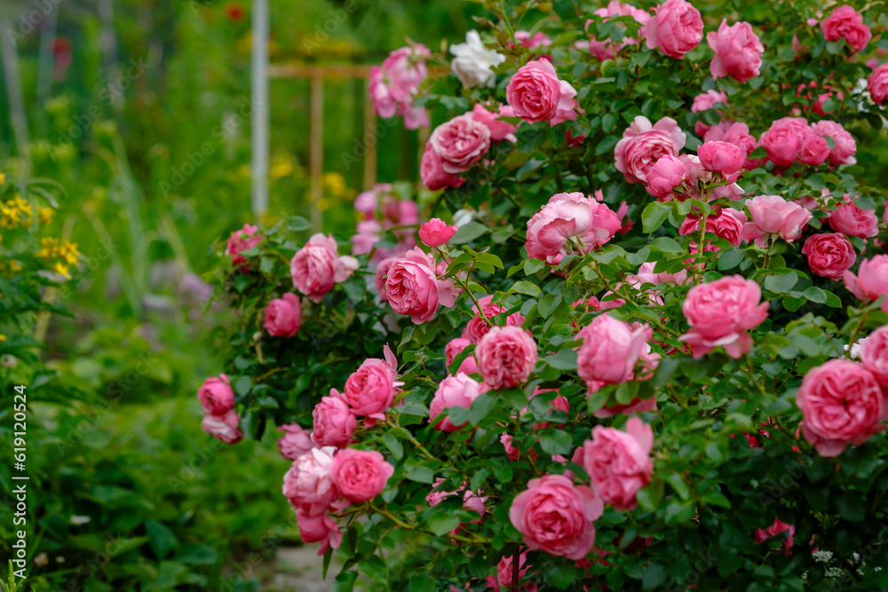 Beautiful pink roses in the garden of pink roses. Blooming Roses on the Bush. Growing roses in the garden