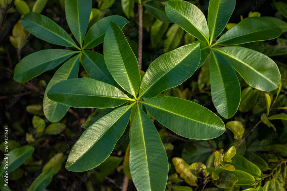 Close-up of Beautiful Green Leaf on Flowering Shrub Close-up of Beautiful Green Leaf on Flowering Shrub