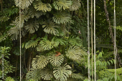 plantas Monsteiras em seu ambiente natural floresta nativa  photo