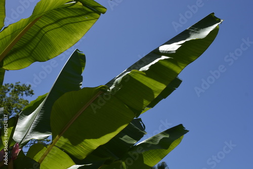 folhas de baneira ao sol no brasil