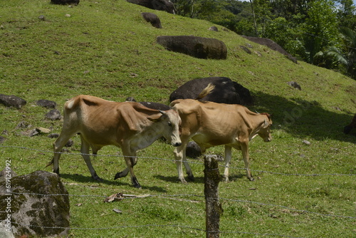 Vacas pastando no verão brasileiro em fazenda  