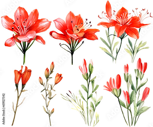 Watercolor Illustration Set of hesperantha coccinea flowers, Bouquets and Wildflowers