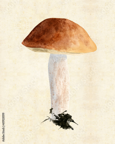 Illustration with watercolor mushroom in the style of vintage lithography