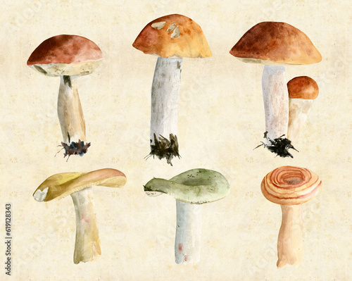 Illustration with watercolor mushrooms in the style of vintage lithography