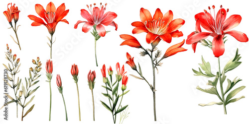 Watercolor Illustration Set of hesperantha flowers, Wildflowers, Leaves and Branches