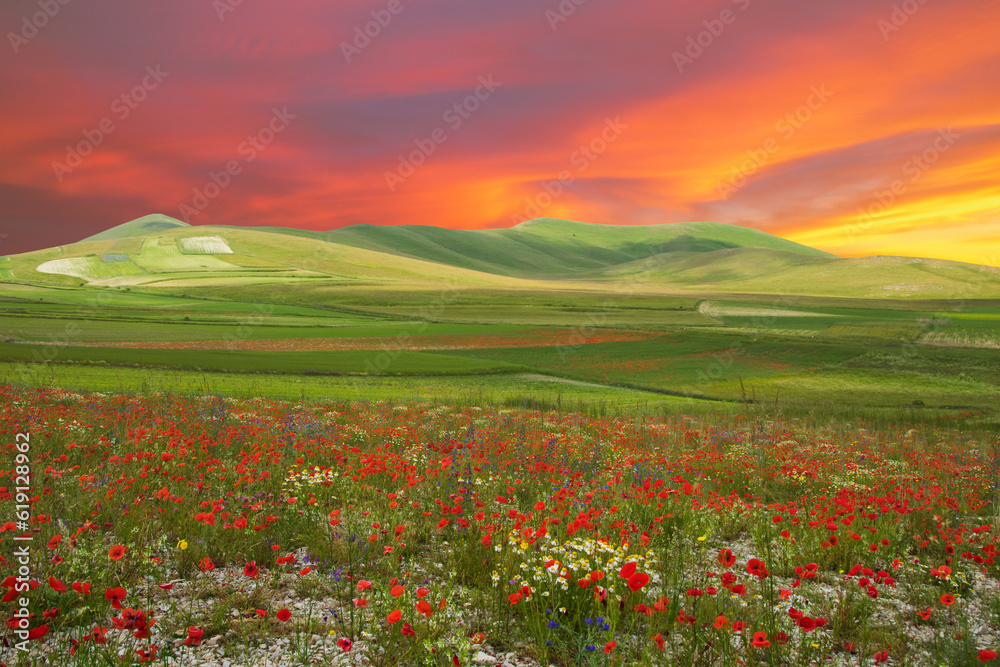Wonderful landscape with wild flowers and romantic sunset in mountain, Italy