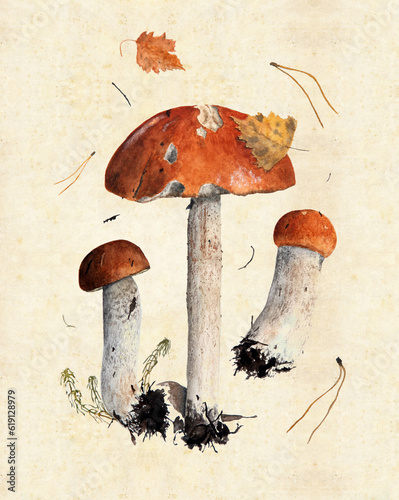 Canvas Print Illustration with watercolor mushrooms in the style of vintage lithography
