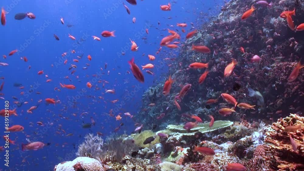 Teeming Visual Underwater coral reef with school of brightly colored fish is ...