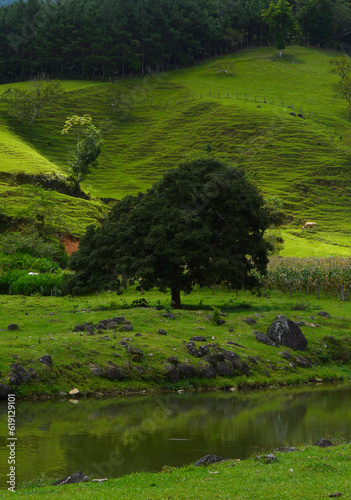 Arvore solitaria em linda paisagem do sul do brasil