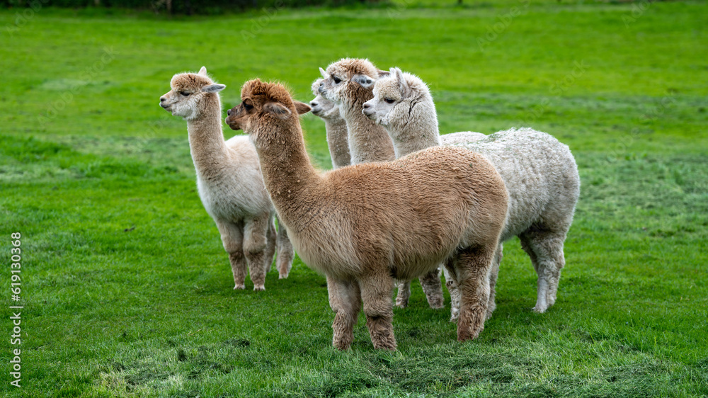 Llama, Alpacas 