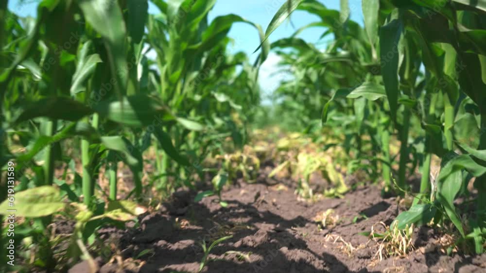 Tilled young corn field. A row of corn without weeds Tilled young corn field. A row of corn without weeds